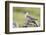 Arctic skua, Stercorarius parasiticus-olbor-Framed Photographic Print