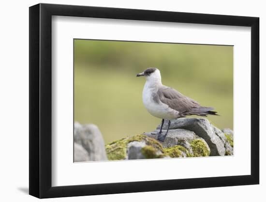 Arctic skua, Stercorarius parasiticus-olbor-Framed Photographic Print