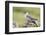 Arctic skua, Stercorarius parasiticus-olbor-Framed Photographic Print