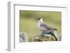 Arctic skua, Stercorarius parasiticus-olbor-Framed Photographic Print