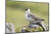 Arctic skua, Stercorarius parasiticus-olbor-Mounted Photographic Print