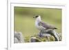 Arctic skua, Stercorarius parasiticus-olbor-Framed Photographic Print