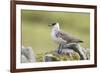 Arctic skua, Stercorarius parasiticus-olbor-Framed Photographic Print