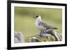 Arctic skua, Stercorarius parasiticus-olbor-Framed Photographic Print