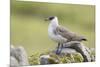 Arctic skua, Stercorarius parasiticus-olbor-Mounted Photographic Print