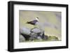 Arctic skua, Stercorarius parasiticus-olbor-Framed Photographic Print