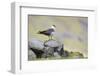 Arctic skua, Stercorarius parasiticus-olbor-Framed Photographic Print