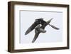 Arctic skua, Stercorarius parasiticus-olbor-Framed Photographic Print