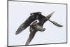 Arctic skua, Stercorarius parasiticus-olbor-Mounted Photographic Print