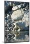 Arctic, Svalbard. Polar Bear Female and Reflection-David Slater-Mounted Photographic Print