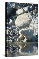 Arctic, Svalbard. Polar Bear Female and Reflection-David Slater-Stretched Canvas