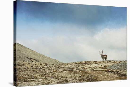 Arctic, Svalbard. Rangifer Tarandus Platyrhynchus, Male Svalbard Reindeer on Barren Tundra-David Slater-Stretched Canvas