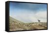 Arctic, Svalbard. Rangifer Tarandus Platyrhynchus, Male Svalbard Reindeer on Barren Tundra-David Slater-Framed Stretched Canvas