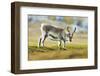 Arctic, Svalbard. Rangifer Tarandus Platyrhynchus, Svalbard Reindeer on Tundra-David Slater-Framed Photographic Print