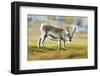 Arctic, Svalbard. Rangifer Tarandus Platyrhynchus, Svalbard Reindeer on Tundra-David Slater-Framed Photographic Print