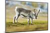 Arctic, Svalbard. Rangifer Tarandus Platyrhynchus, Svalbard Reindeer on Tundra-David Slater-Mounted Photographic Print