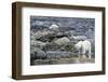 Arctic, Svalbard, Spitsbergen. A polar bear looks for harbor seals-Ellen Goff-Framed Photographic Print