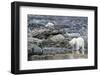 Arctic, Svalbard, Spitsbergen. A polar bear looks for harbor seals-Ellen Goff-Framed Photographic Print