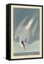 Arctic Tern, 1835-John James Audubon-Framed Stretched Canvas