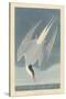Arctic Tern, 1835-John James Audubon-Stretched Canvas