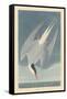 Arctic Tern, 1835-John James Audubon-Framed Stretched Canvas
