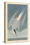 Arctic Tern, 1835-John James Audubon-Stretched Canvas