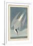 Arctic Tern, 1835-John James Audubon-Framed Giclee Print