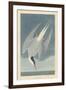 Arctic Tern, 1835-John James Audubon-Framed Giclee Print