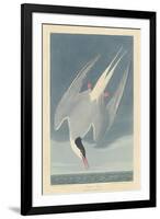 Arctic Tern, 1835-John James Audubon-Framed Giclee Print