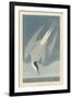 Arctic Tern, 1835-John James Audubon-Framed Giclee Print