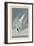 Arctic Tern, 1835-John James Audubon-Framed Giclee Print