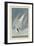 Arctic Tern, 1835-John James Audubon-Framed Giclee Print