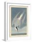 Arctic Tern, 1835-John James Audubon-Framed Giclee Print