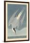 Arctic Tern, 1835-John James Audubon-Framed Giclee Print