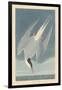 Arctic Tern, 1835-John James Audubon-Framed Giclee Print