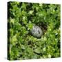 Arctic tern egg in nest-null-Stretched Canvas