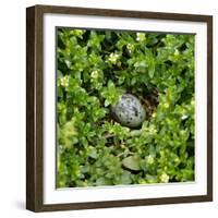 Arctic tern egg in nest-null-Framed Photographic Print