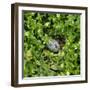 Arctic tern egg in nest-null-Framed Photographic Print