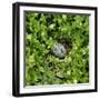 Arctic tern egg in nest-null-Framed Photographic Print