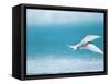 Arctic Tern fishing in Jokulsarlon Lake-Paul Souders-Framed Stretched Canvas