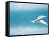 Arctic Tern fishing in Jokulsarlon Lake-Paul Souders-Framed Stretched Canvas