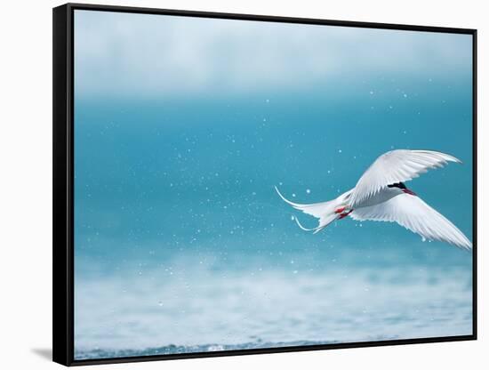 Arctic Tern fishing in Jokulsarlon Lake-Paul Souders-Framed Stretched Canvas