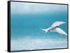 Arctic Tern fishing in Jokulsarlon Lake-Paul Souders-Framed Stretched Canvas