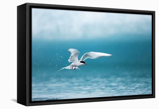 Arctic Tern Fishing in Jokulsarlon Lake-Paul Souders-Framed Stretched Canvas