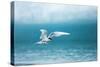 Arctic Tern Fishing in Jokulsarlon Lake-Paul Souders-Stretched Canvas