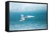 Arctic Tern Fishing in Jokulsarlon Lake-Paul Souders-Framed Stretched Canvas