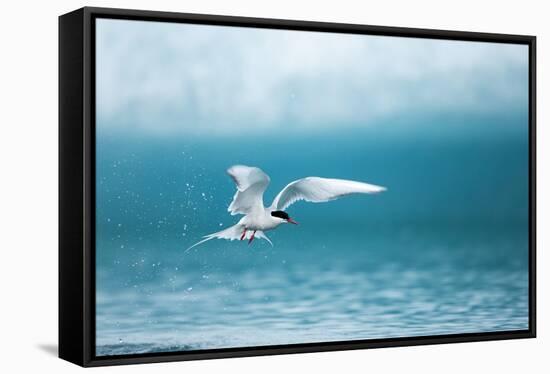 Arctic Tern Fishing in Jokulsarlon Lake-Paul Souders-Framed Stretched Canvas