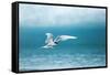 Arctic Tern Fishing in Jokulsarlon Lake-Paul Souders-Framed Stretched Canvas