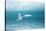 Arctic Tern Fishing in Jokulsarlon Lake-Paul Souders-Stretched Canvas