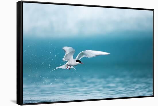 Arctic Tern Fishing in Jokulsarlon Lake-Paul Souders-Framed Stretched Canvas